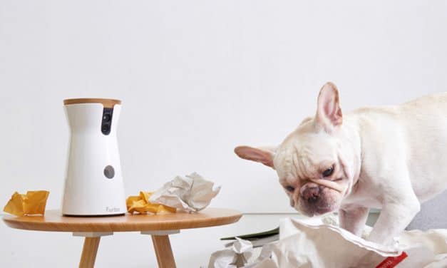 Für Hunde günstiger: Furbo HD-Kamera mit Leckerli-Ausgabe im Preis gesenkt