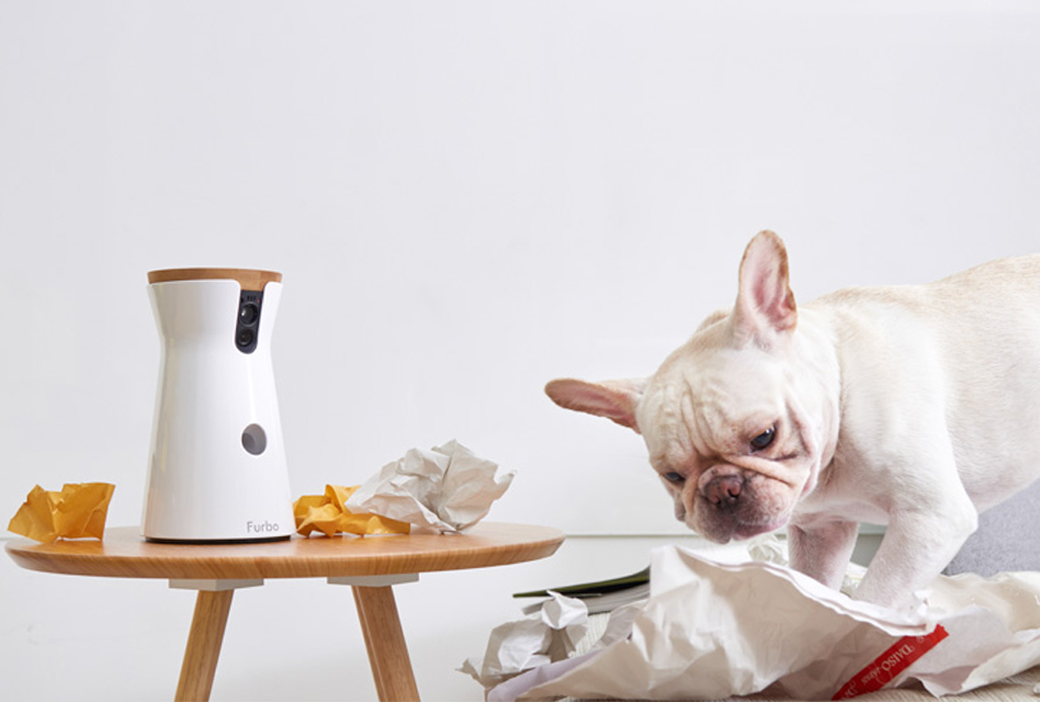 Für Hunde günstiger: Furbo HD-Kamera mit Leckerli-Ausgabe im Preis gesenkt